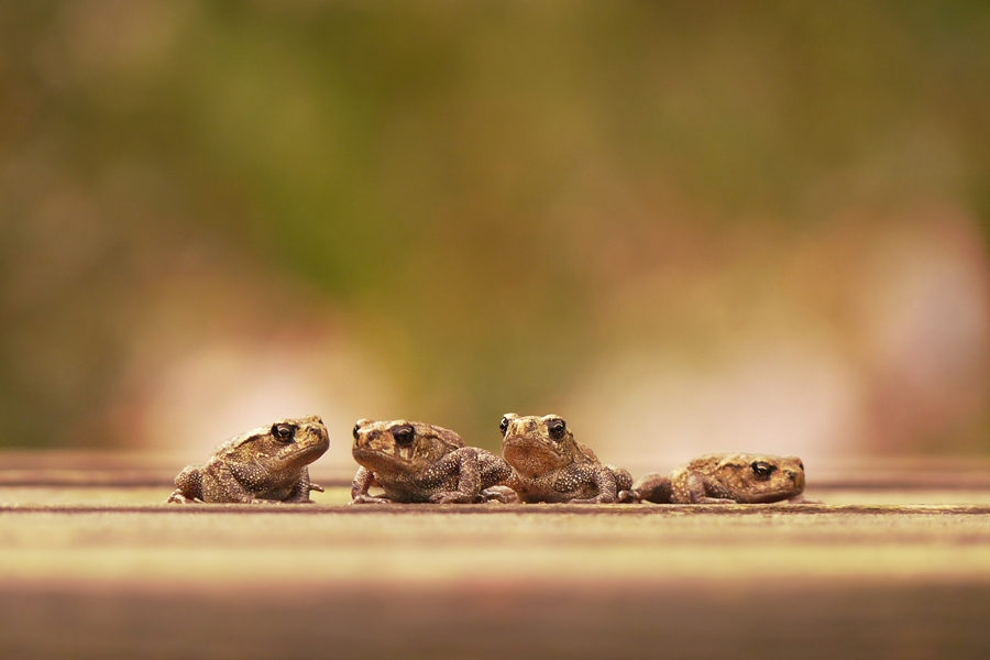 Znajdź księżniczkę