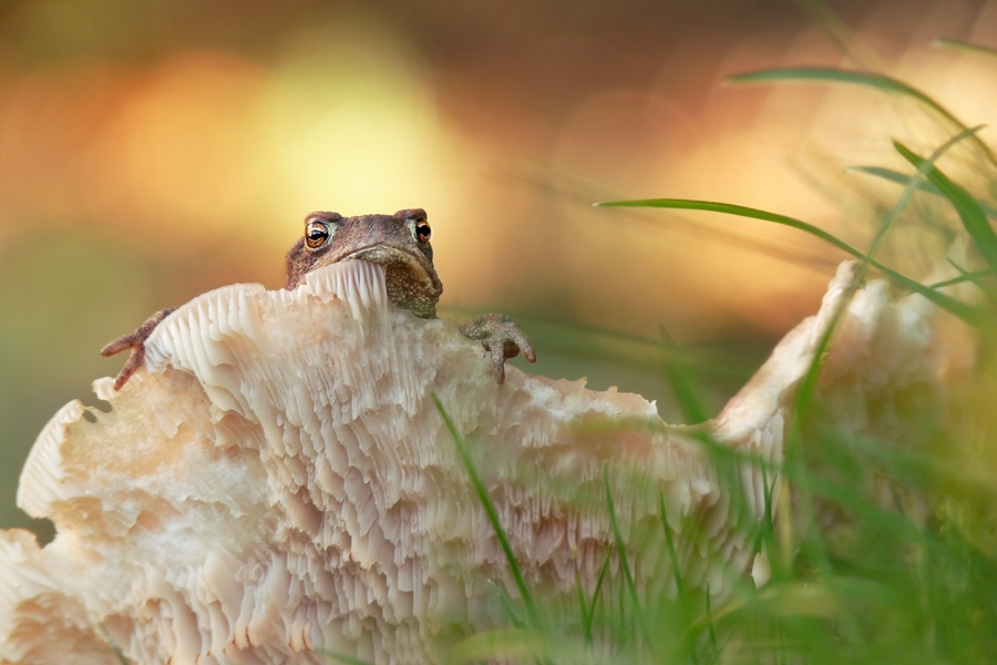 Kankan w spódnicy TUTU